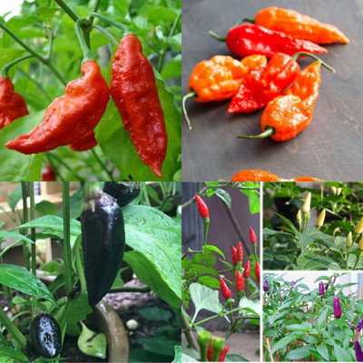 ibains Chinese chilli seeds380 Seed(380 per packet)