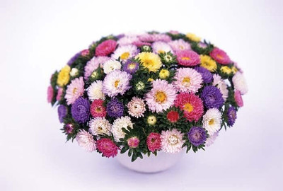 Lorvox Aster Hybrid Flower Seed(35 per packet)