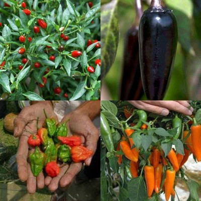 ibains Chilli hot pepper plant seeds 420 Seed(420 per packet)