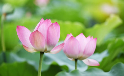 SM Exports lotus,kamal gatta Seed(15 per packet)