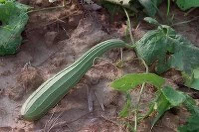 MAA Ridge Gourd, Turai, Luffa Seed(52 per packet)