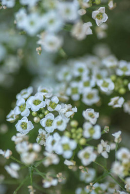 Oliver gypsophila flower Seed(50 per packet)