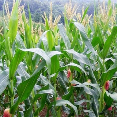 KNESSiN Corn Yellow Seed(1250 per packet)