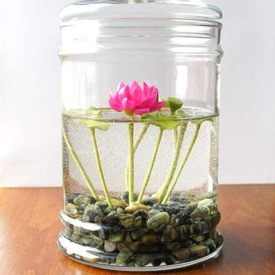 CRGO LOTUS , KAMAL Seed(25 per packet)