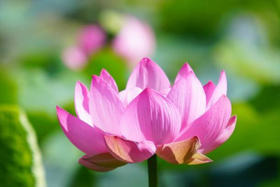 NV LIVE lotus,kamal gatta Seed(11 per packet)