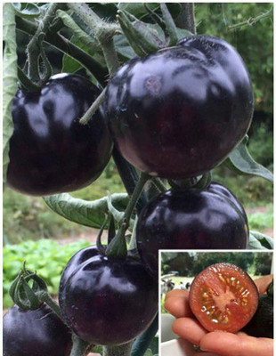 Qualtivate AXL-1AT Jet Black Tomatoes Full Antioxidants Seed(300 per packet)