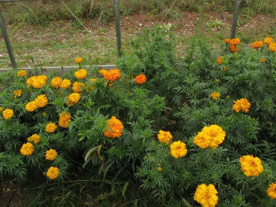 Avysa African गेंदे का फूल / Marigold Flower Orange Seed(100 per packet)