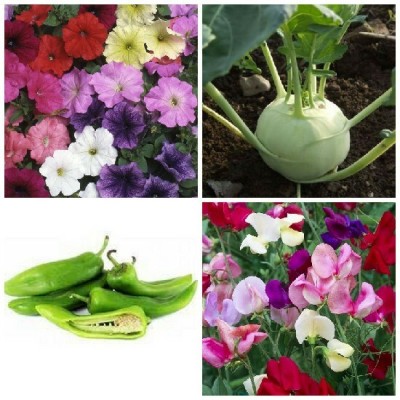 SimXotic Petunia Mixed Flowers, Sweet Pea Flowers, Chilly Mirch Achari & Knol Khol Green Seed(4 per packet)