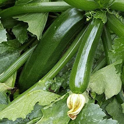 CRGO ZUCCHINI Seed(175 per packet)