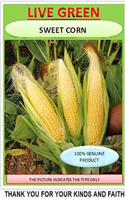 WILLVINE MAH -VI F1 Hybrid HQPM-5 Corn -[1Kg] Seed(4000 per packet)
