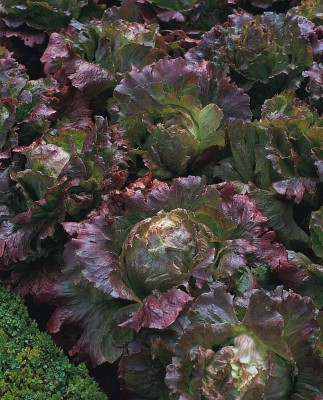 KNESSiN Lettuce Marvel Four Seasons Seed(200 per packet)