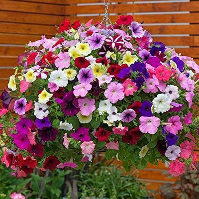 CYBEXIS TLX-41 - Petunia Triumph Rainbow Flowers Non GMO - (180 Seeds) Seed(180 per packet)