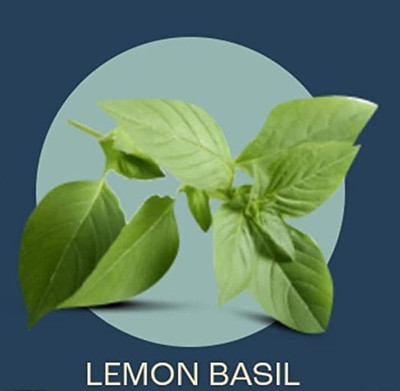 Qualtivate GBPUT-57 Lemon Sweet Basil Herb Seeds Seed(1000 per packet)
