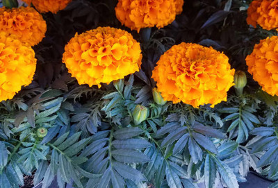 FARMBLESSING marigold/gende ka phool flower seeds Seed(75 per packet)