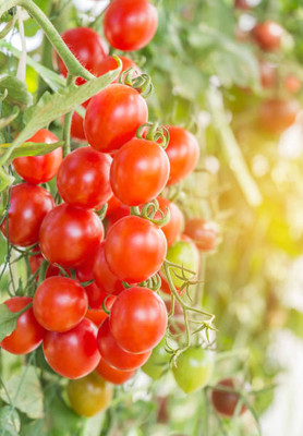 mixera tomato Seed(135 per packet)