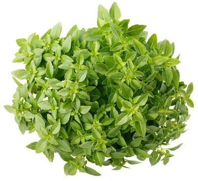 CYBEXIS BASIL GREEK BALL SEEDS2000 Seeds Seed(2000 per packet)