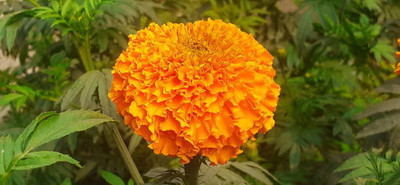 ADVAIT ABEER marigold/gende ka phool flower seeds Seed(50 per packet)