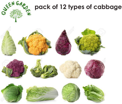 Hybrid Galaxy fresh cabbage vegetable hybrid seeds 1-packet Seed(85 per packet)