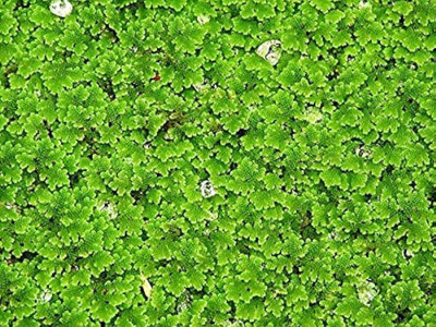 BDSresolve azolla fern grass/azolla seeds 1750 Seed(1750 per packet)