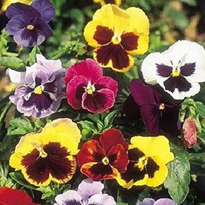 Aywal Pansy Swiss Gaint Seed(10 per packet)