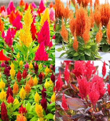 ibains Celosia cockscomb dwarf seeds biij 15 Seed(15 per packet)