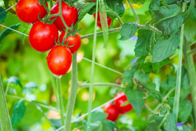 Rudra tomato Seed(70 per packet)