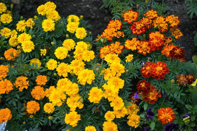 Herbocure marigold/gende ka phool flower seeds Seed(75 per packet)