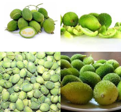 ibains Kankada seeds biij 7 Seed(7 per packet)
