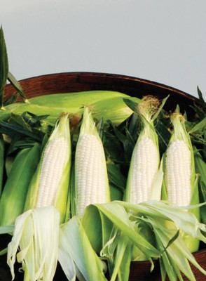 VibeX LX-81 - Amaize Hybrid (Sh2) Sweet Corn - (750 Seeds) Seed(750 per packet)