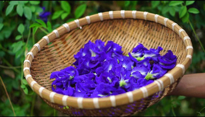 WILLVINE PAU-382 Butterfly Pea Flower Seeds Seed(50 per packet)
