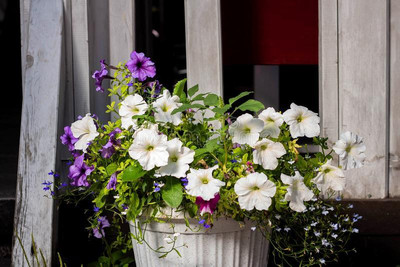 LIVOX Petunia Mix Flower Seed(50 per packet)