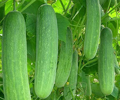 VibeX ® XLR-709 Organic Cucumber Seeds (Kakdi) Seed(200 per packet)