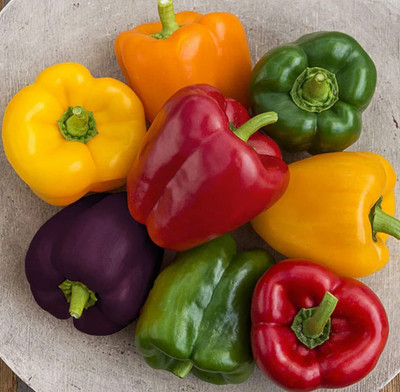 VibeX ® XXL-583 Rainbow Blend Capsicum Seeds Seed(200 per packet)