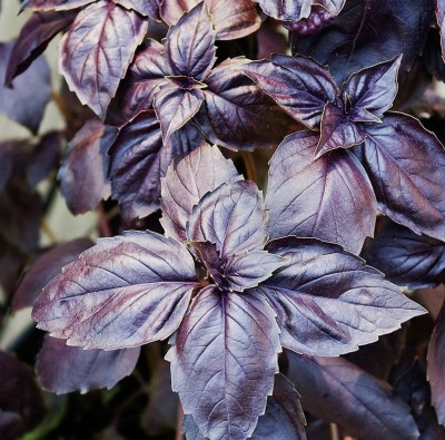 Quentova Seeds Herb Purple Basil Rare Natural-LXI Seed(300 per packet)