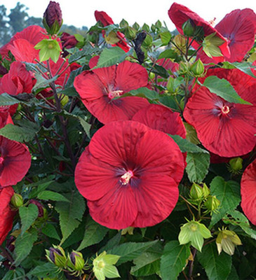 CYBEXIS Hibiscus, Vintage Wine400 Seeds Seed(400 per packet)
