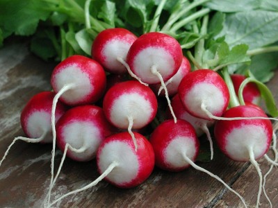 CYBEXIS Seeds of Vegetable Radish Poloneza1200 Seeds Seed(1200 per packet)