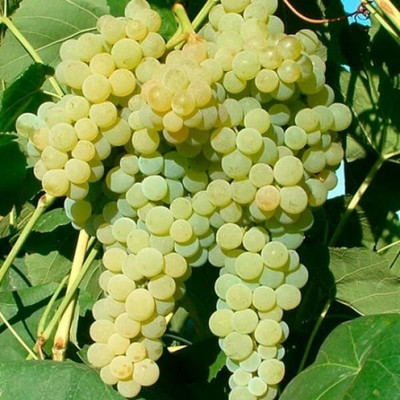 Aywal Angoor Seed(80 per packet)