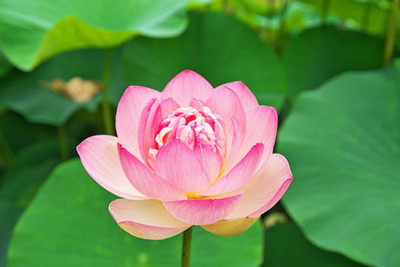 Nbtools lotus,kamal gatta Seed(14 per packet)