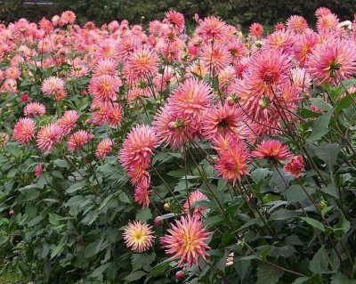 CYBEXIS XLR-23 - Cactus Dahlia Dahlia Variabilis Flower - (540 Seeds) Seed(540 per packet)