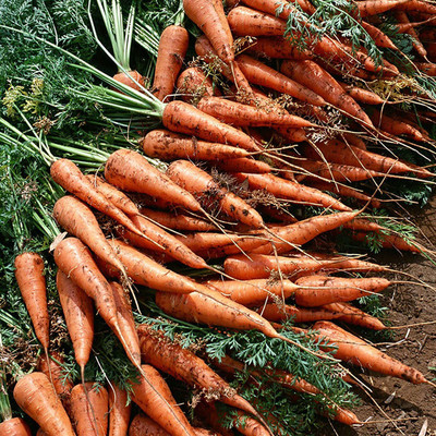 CYBEXIS Hybrid Carrot Seeds(Orange)2000 Seeds Seed(2000 per packet)