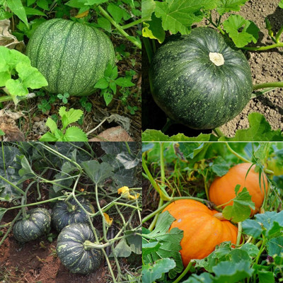 ibains Small kaddu seeds hybrid biij 7 Seed(7 per packet)