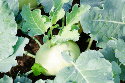 ME Traders white cauliflower,gobhee seeds Seed(45 per packet)