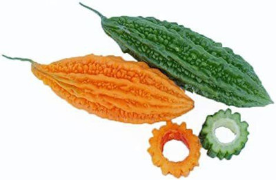 CYBEXIS TLX-7 - Non-GMO F1 Hybrid Balsam Pear Bittergourd - (100 Seeds) Seed(100 per packet)