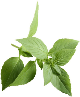 VibeX ® VLR-52 Mrs. Burns Lemon Basil Seeds Seed(1000 per packet)