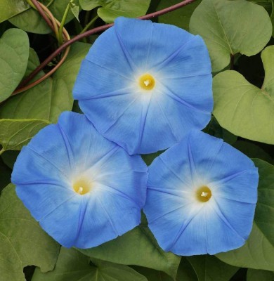 CYBEXIS GBPUT-95 - Morning Glory Heavenly Blue Non-GMO - (300 Seeds) Seed(300 per packet)