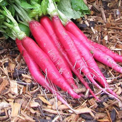 WILLVINE Radish Seeds - Long Mooli-[400 Seeds] Seed(400 per packet)