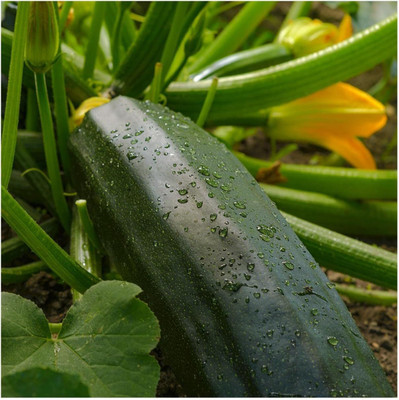 Biosnyg F1 Hybrid Dark Green Summer Squash Vegetable Seeds - (100 Seeds) Seed(10 per packet)