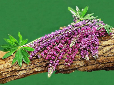 Qualtivate PUAS-1A Garden Sage-Salvia Officinalis Seed(100 per packet)