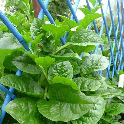 Ankur Farm Malabar Spinach, Pui Shakh Seed(45 per packet)