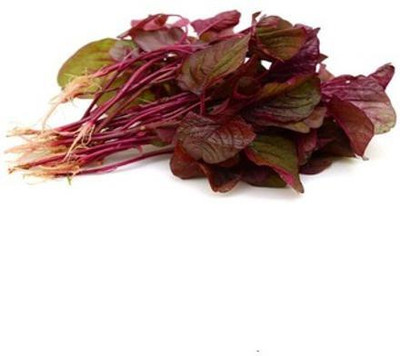 URRO Chaulai Saag Red Amaranth Seed(500 per packet)